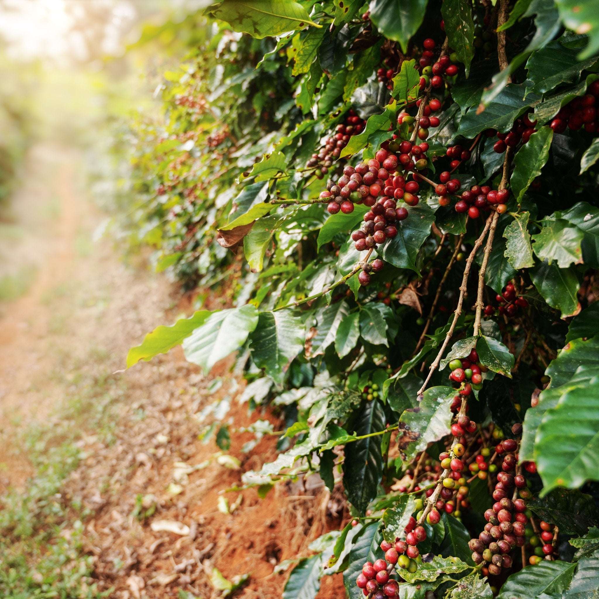 Coffee And Climate Change - Seed to Bean