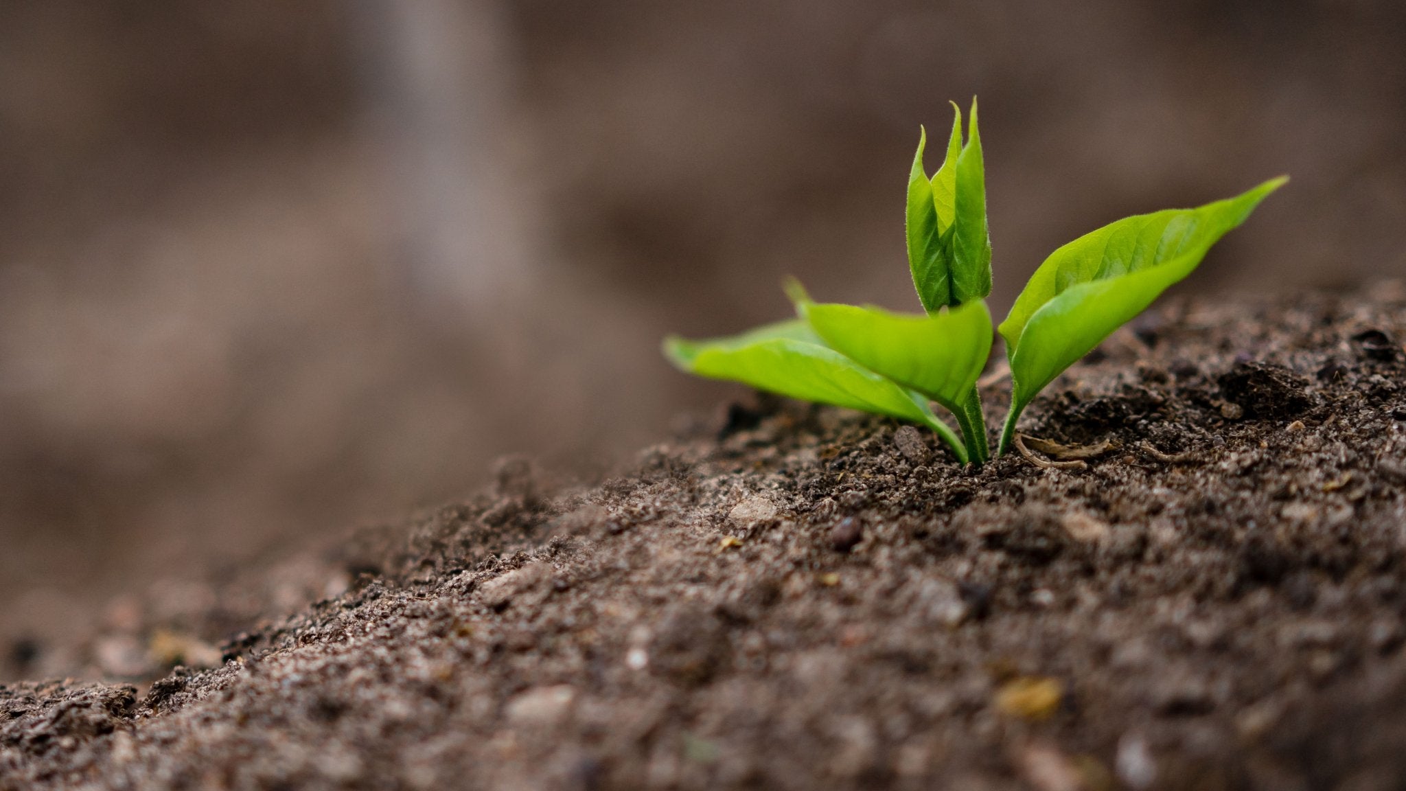 Fertilizer - Seed to Bean