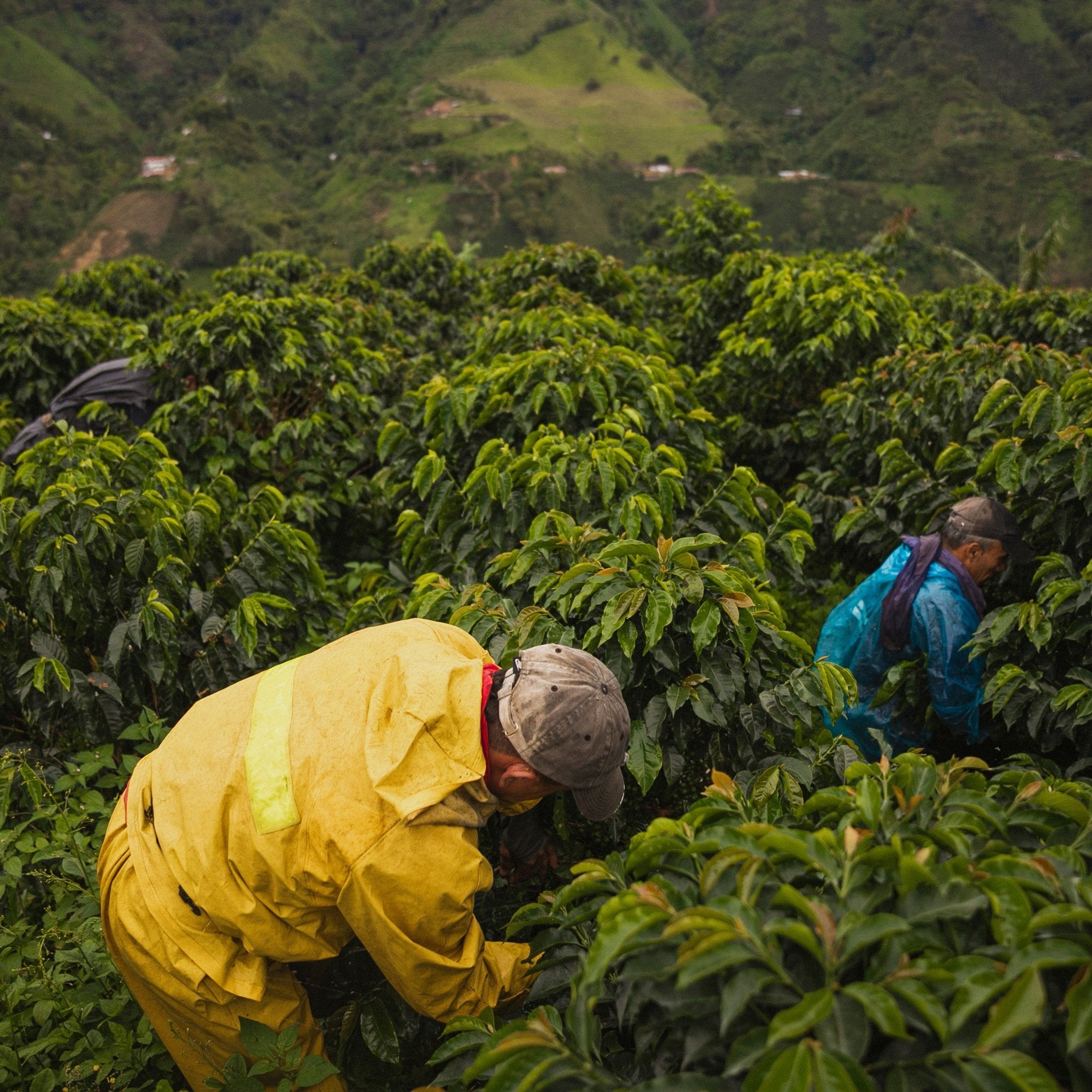 What Is Single Origin Coffee? - Seed to Bean