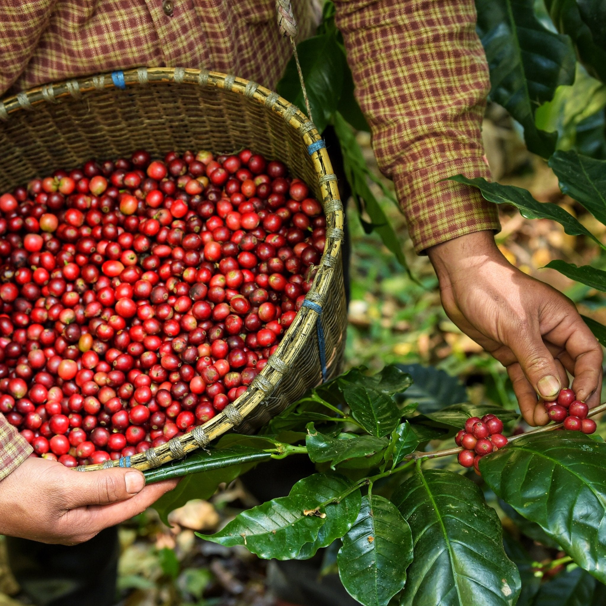 Why Choose Organic Coffee For Consumption - Seed to Bean
